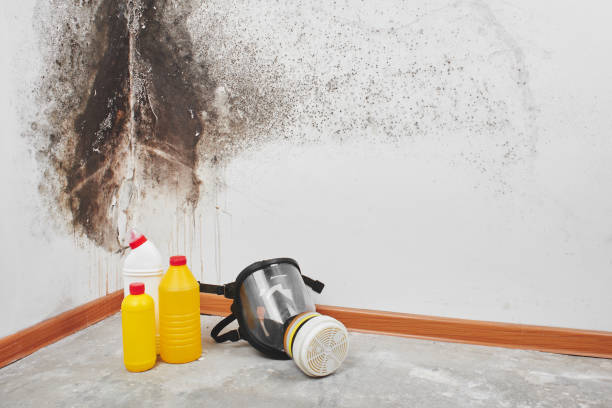 Mold Removal Process in Rolesville, NC
