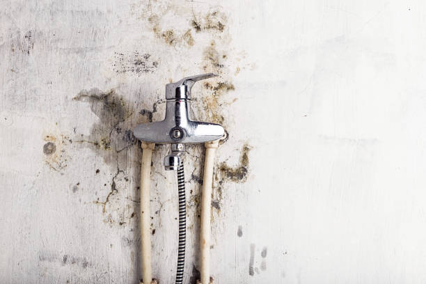 Best Fast Mold Removal  in Rolesville, NC