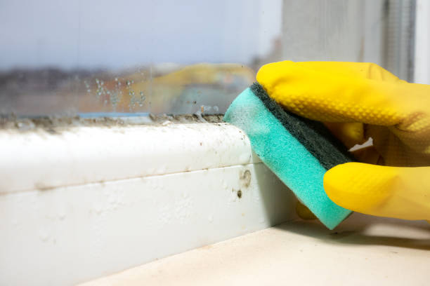 Best Crawl Space Mold Removal  in Rolesville, NC