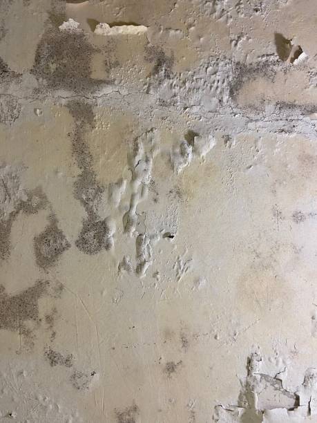 Reliable Rolesville, NC Mold Removal Solutions