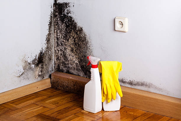 Best Professional Mold Removal  in Rolesville, NC