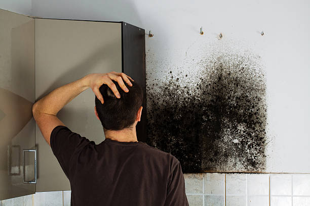Best Mold Testing  in Rolesville, NC